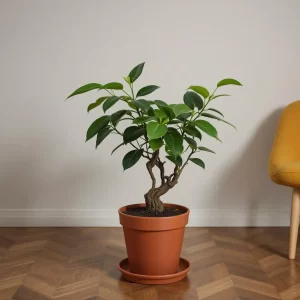 fikusas robusta elastica