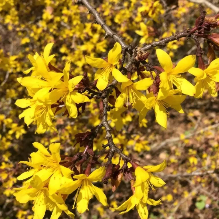 forsitija genejimas