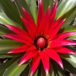 gėlė bromelia