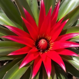 gėlė bromelia