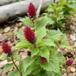 gėlė celosia