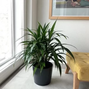gele dracena