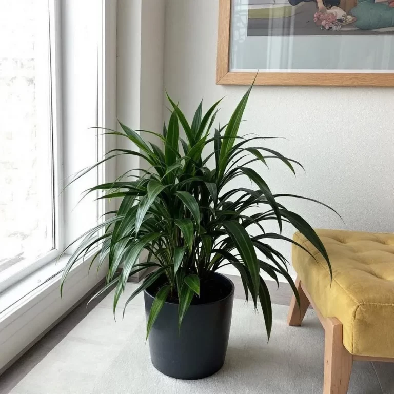 gele dracena
