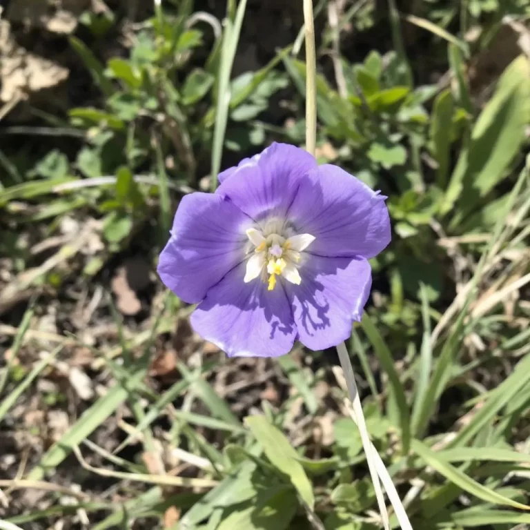 gele eustoma auginimas