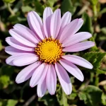 gėlė lantana