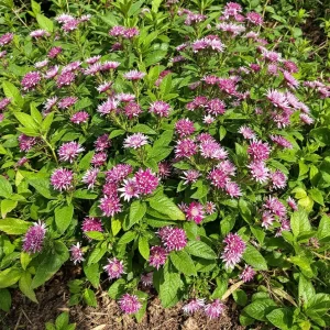 gele pentas