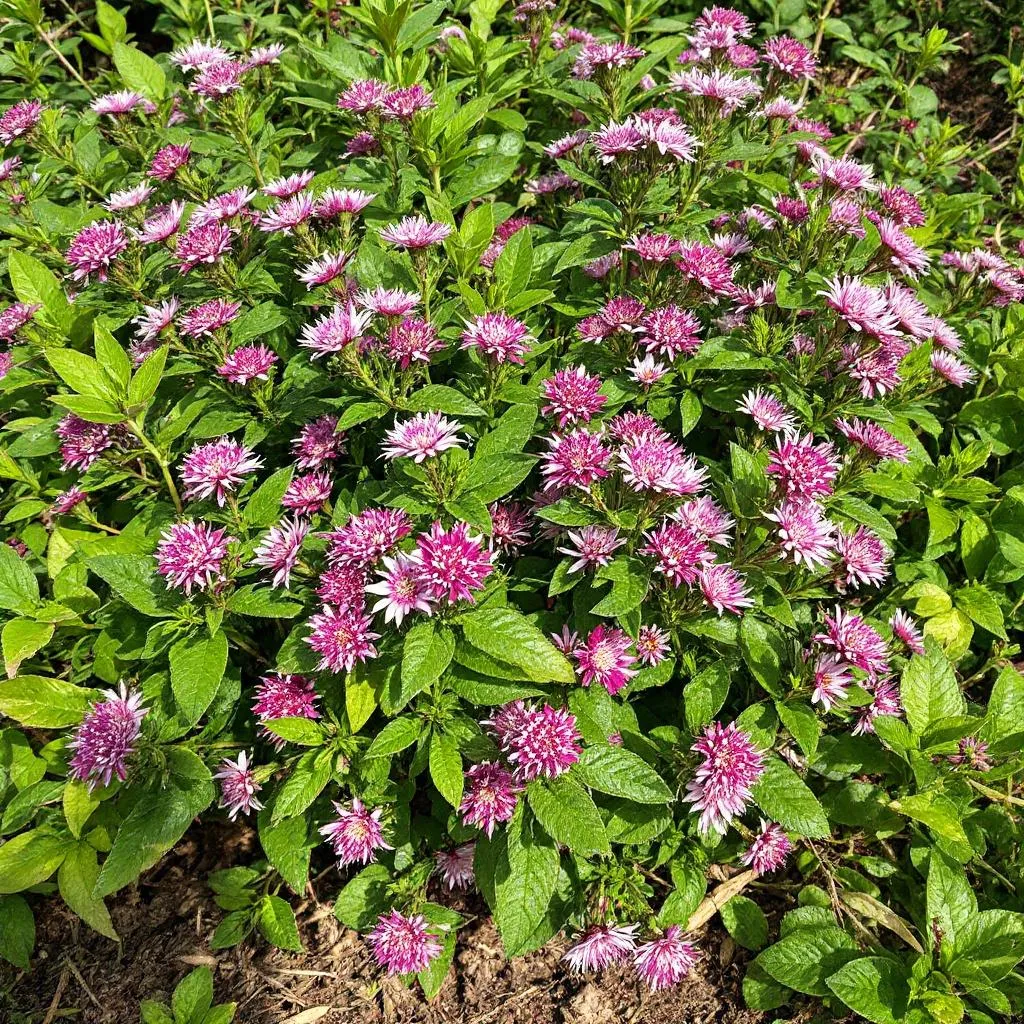 gele pentas