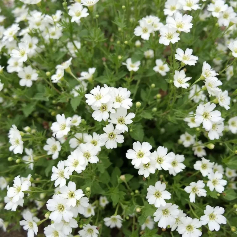 gubojos puokstes prieziura