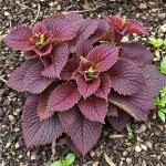 heuchera