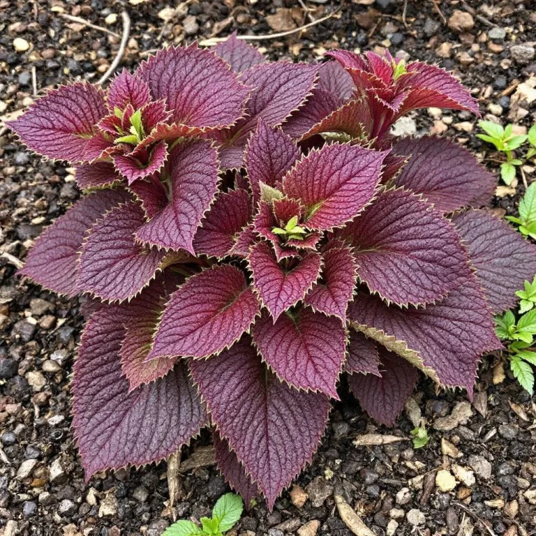 heuchera