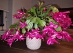 kaledinis plokstenis (Schlumbergera truncata)