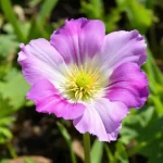 kambarine gele eustoma