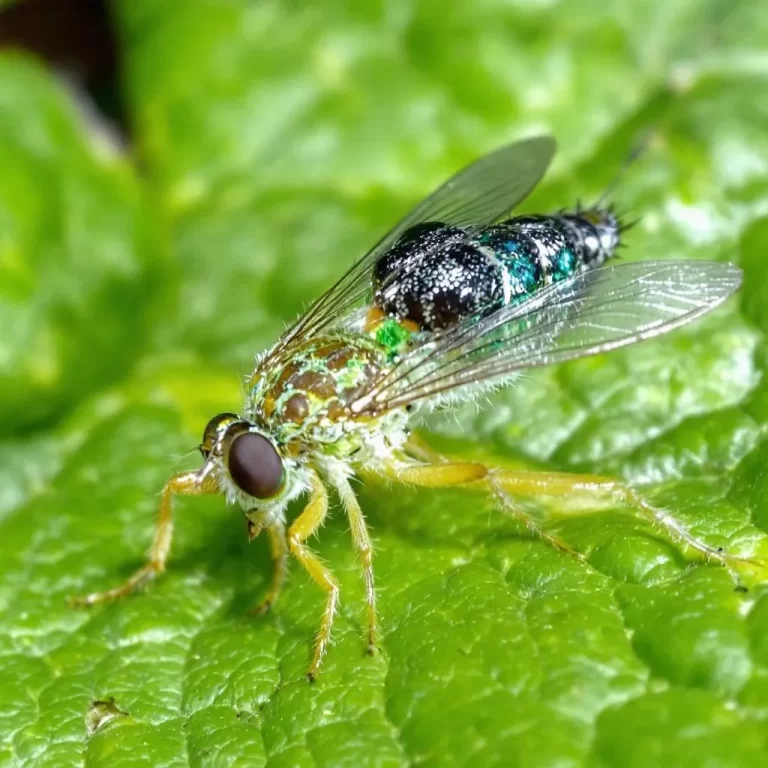 kambarinių augalų kenkėjai ir kova su jais