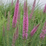 liatris auginimas