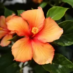 mandevilla auginimas ir prieziura