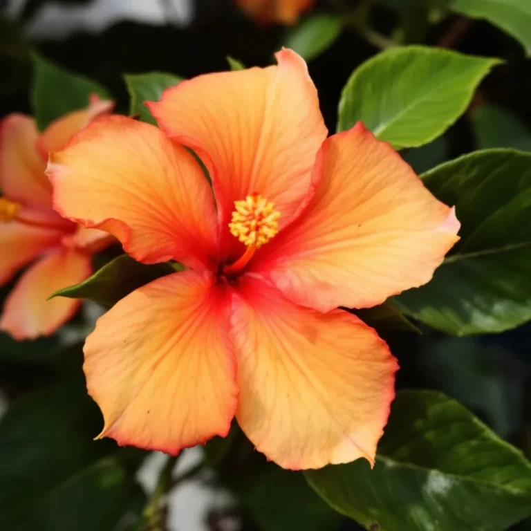 mandevilla auginimas ir prieziura