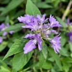 melisos auginimas