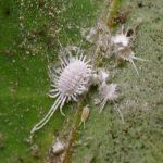 miltuotasis skydamaris