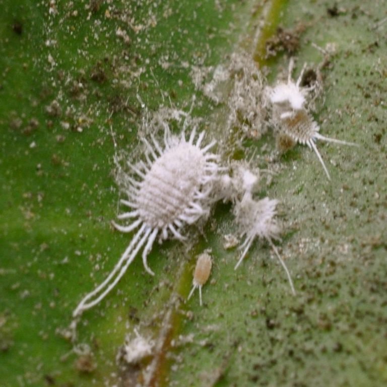 miltuotasis skydamaris