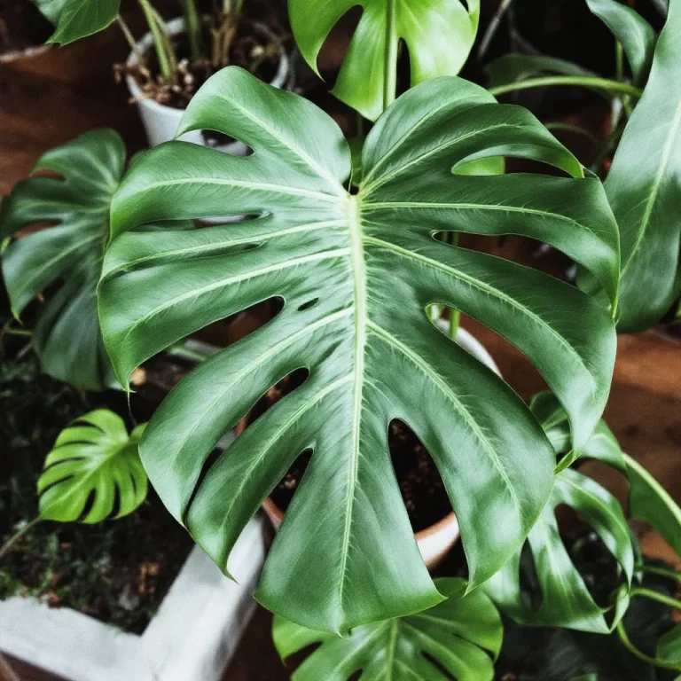 nuostabioji monstera