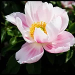 paeonia