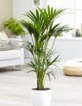 palme kentia