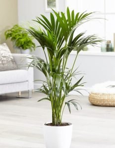 palme kentia