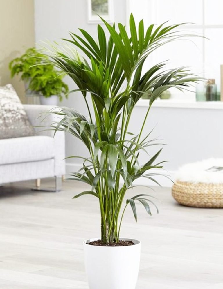 palme kentia
