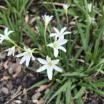 paukstpiene