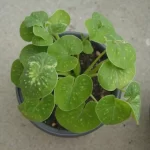 pileja