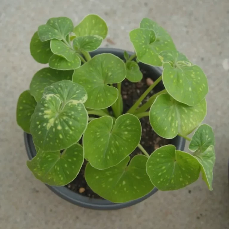 pileja