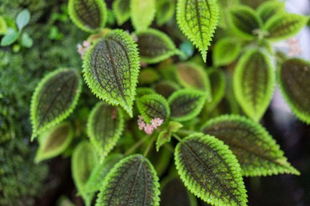 pilėjos