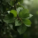 placialapis fikusas
