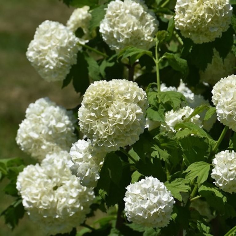 putinas Viburnum