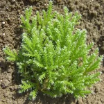 selaginela