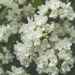 stephanotis kaip auginti
