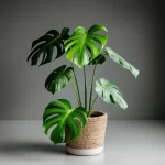vijokline monstera